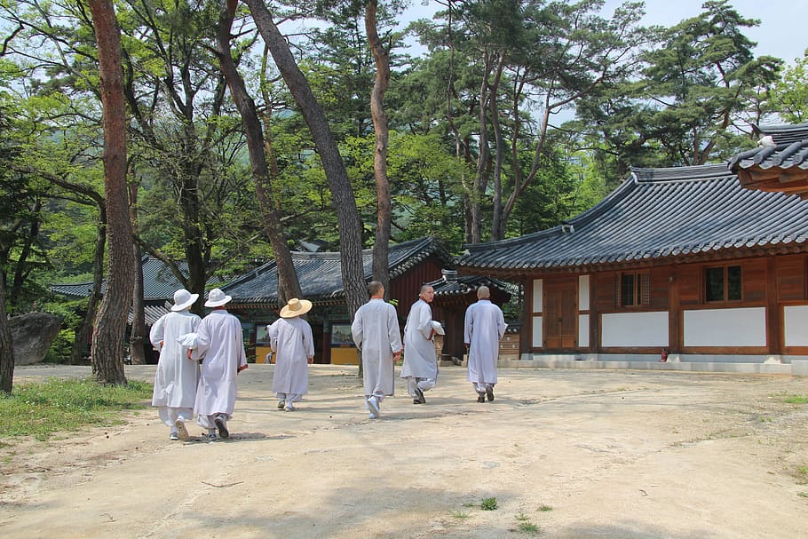 gente, para caminar, casa, monje, jikjisa, monjes, pino, templo, budismo, república de corea