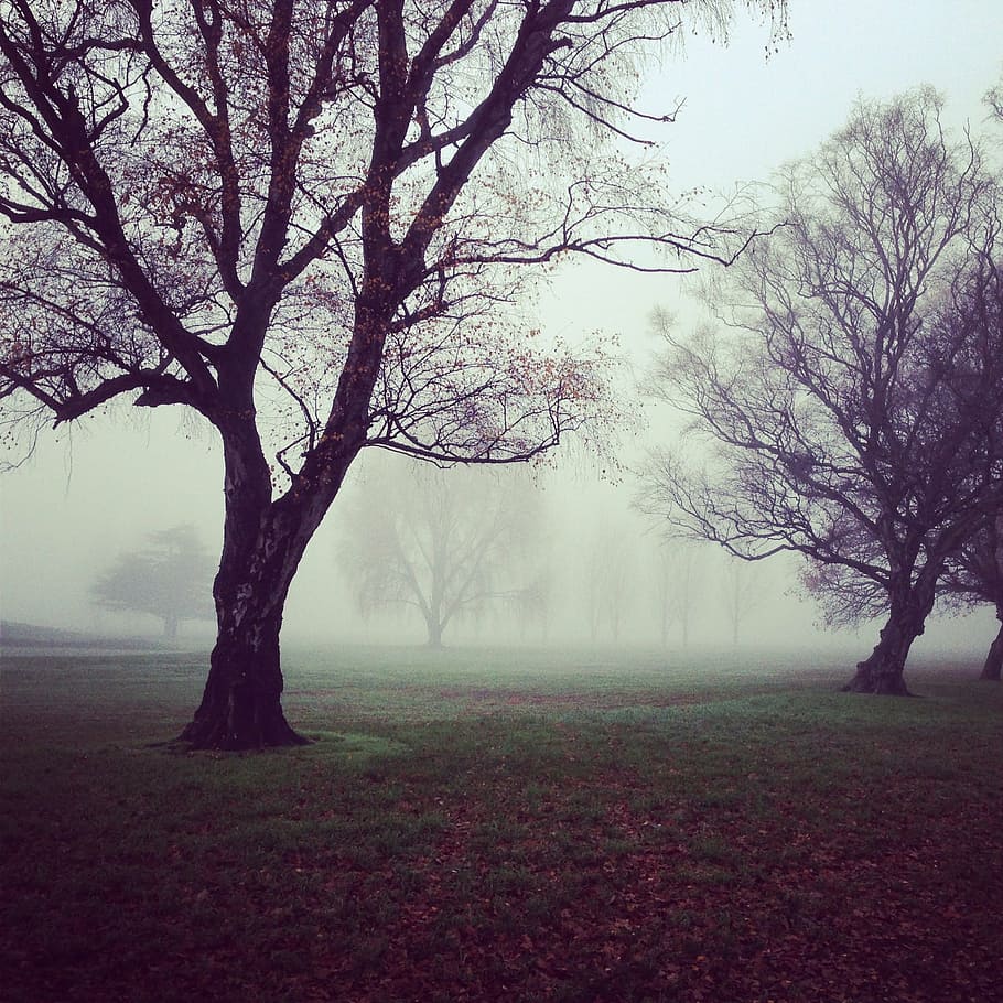 bare, trees, fog, foggy, misty, nebulous, mystic, forest, winter, nature