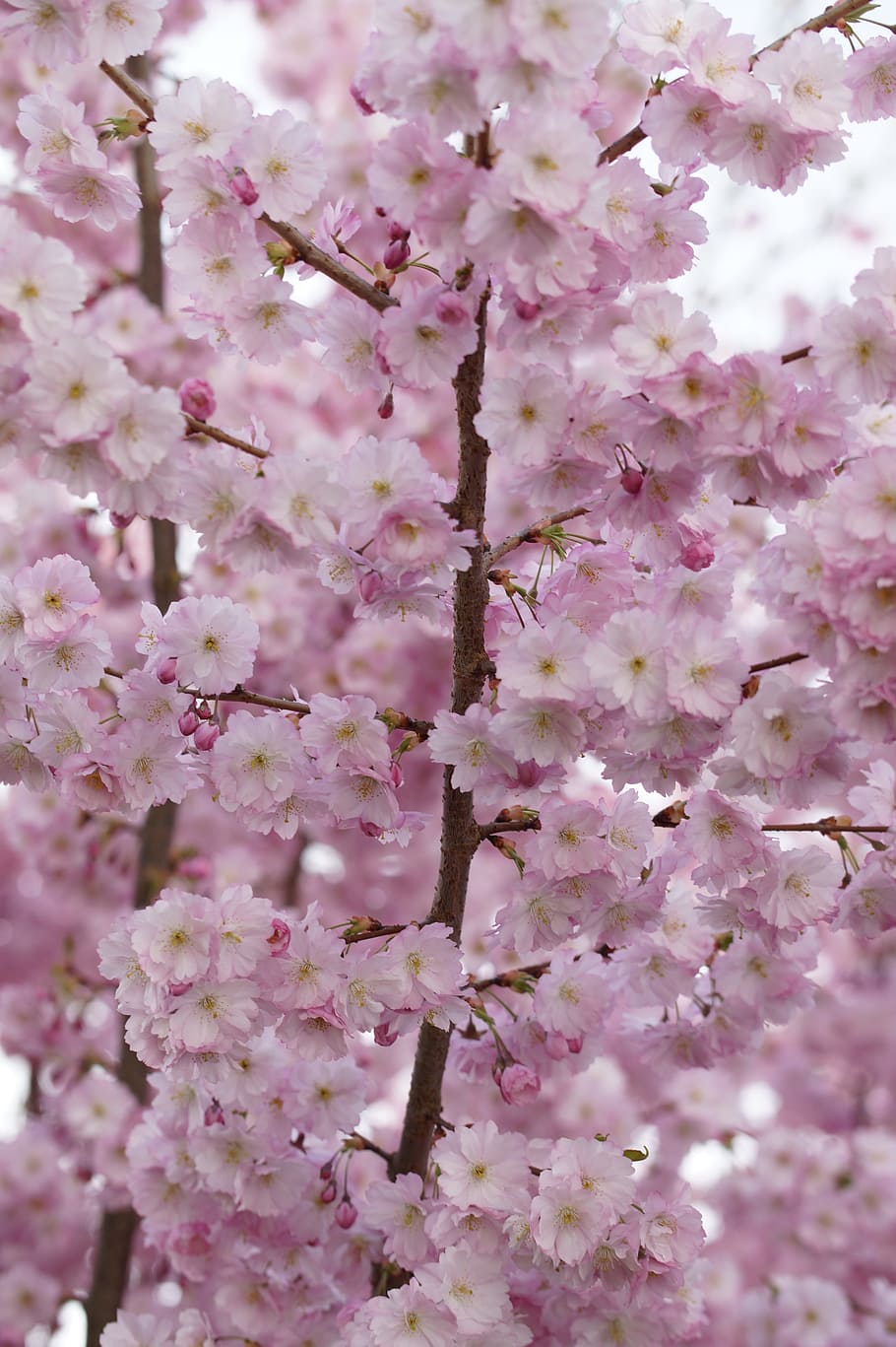 pink cherry blossoms, cherry blossom, blossom, bloom, spring, close, pink, tender, ornamental cherry, flowers