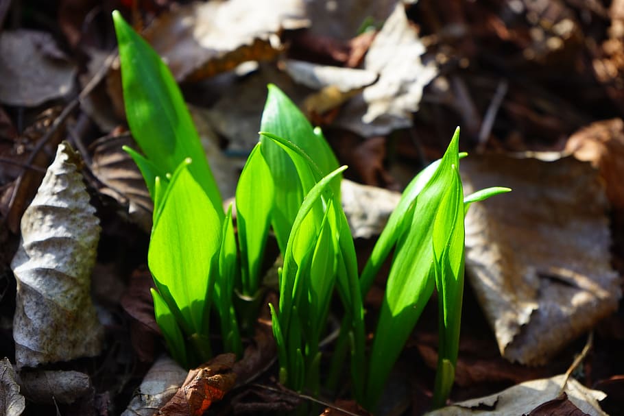 selective, focus photo, green, plants, surrounded, dried, leaves, sprout, bear's garlic, gypsy spring