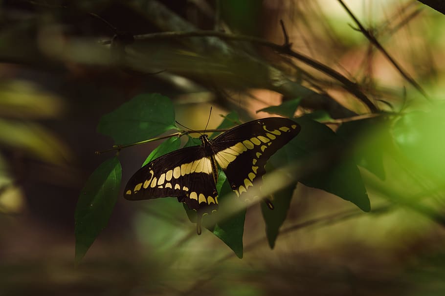 butterfly, yellow, greenery, green, nature, forest, foliage, leaf, belize, mood