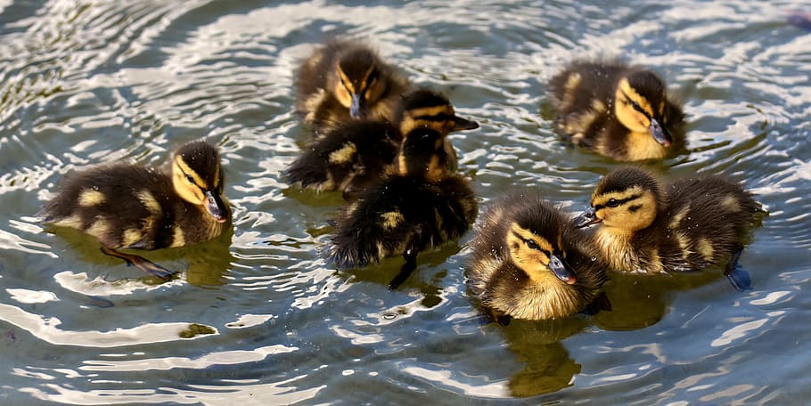 rebaño, patos, cuerpo, agua, ánade real, polluelos, bebé, nadar, pequeño, lindo