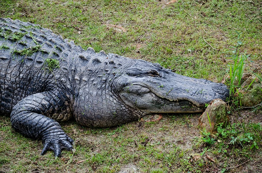 Alligator Alley, Alabama, Estados Unidos, América, América del Norte, Estados del Sur, reptil, cocodrilo, pantano, naturaleza