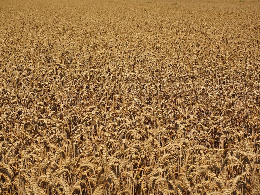 Campo de trigo, maizal, muchos, trigo, espiga, cereales, grano, campo, planta, trigo harinero