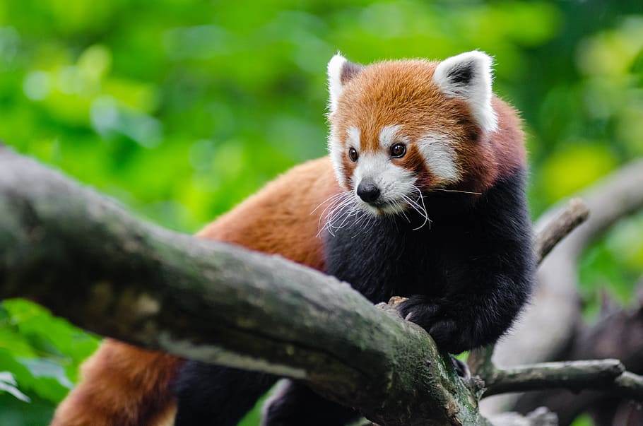 Red Panda, animal, log, animal themes, animal wildlife, one animal, mammal, animals in the wild, tree, branch