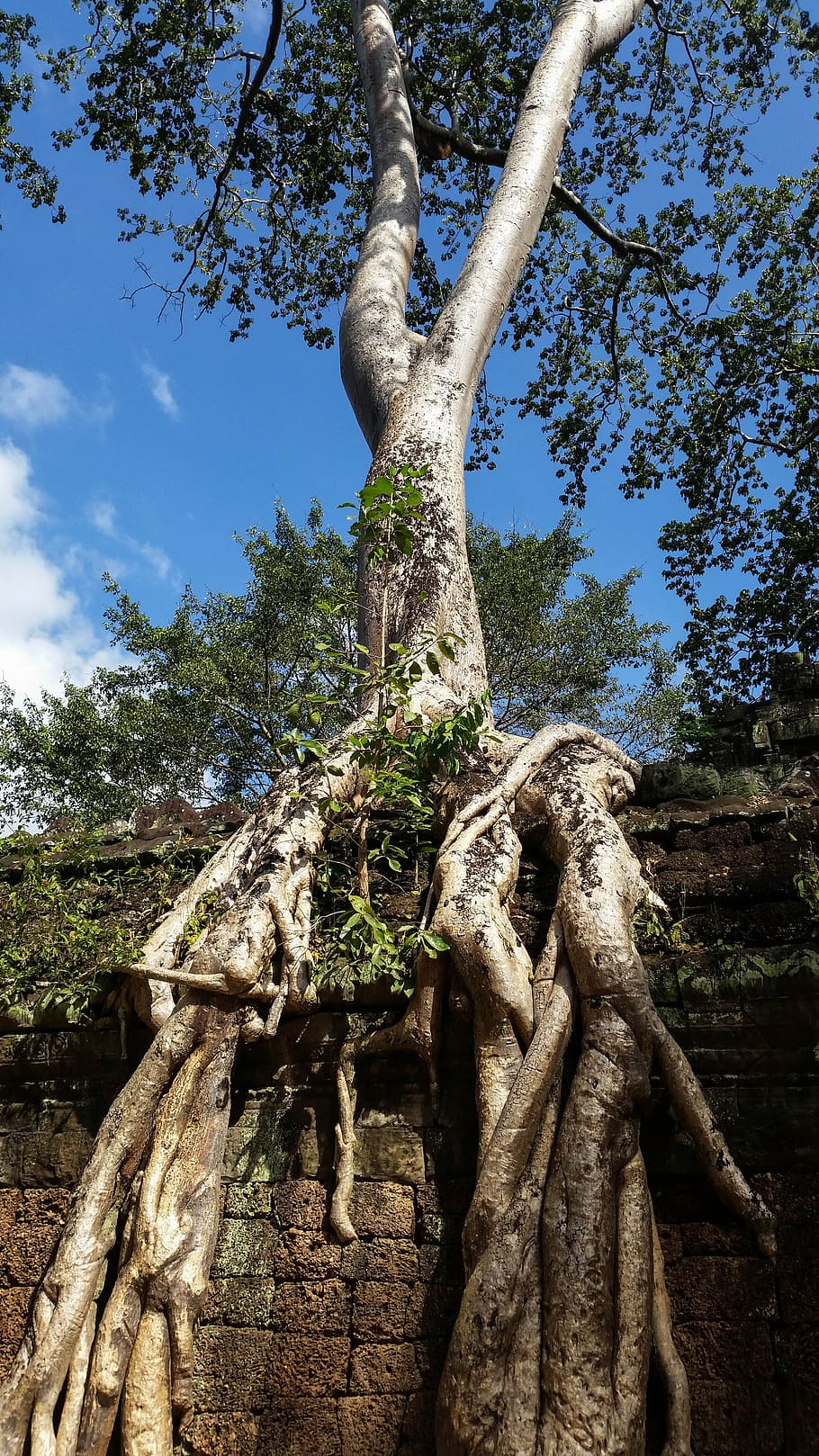 캄보디아, 앙코르, 신전, 따 프롬, 역사, 아시아, 사원 단지, 뿌리, 나무, 정글
