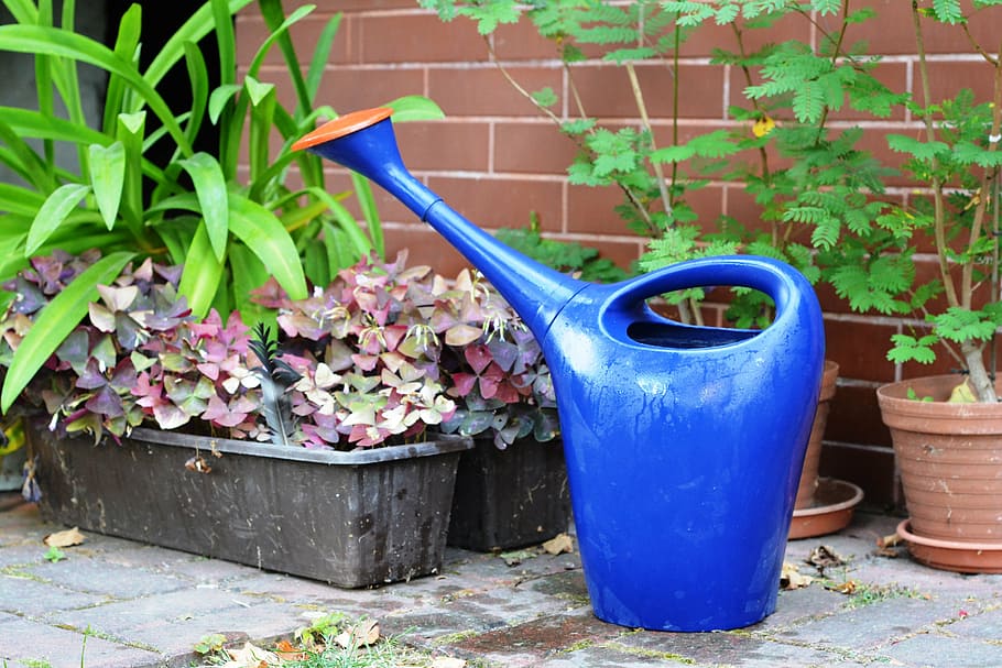 watering can, watered, watering, plants, water, gardening, taking care, blue, plant, growth