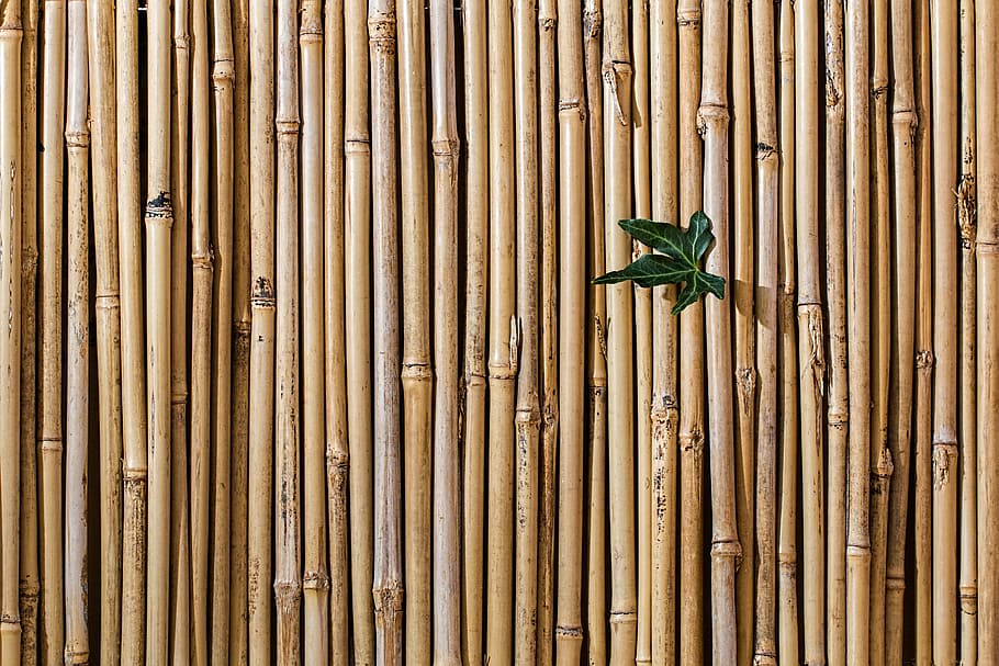 verde, hoja, marrón, madera, bambúes, hoja verde, bambú, barrera, cerca de la pantalla, escritorio