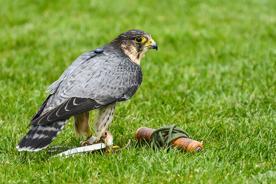 bird of prey, falcon, peregrine, bird, predator, nature, wildlife, hunter, beak, feathers