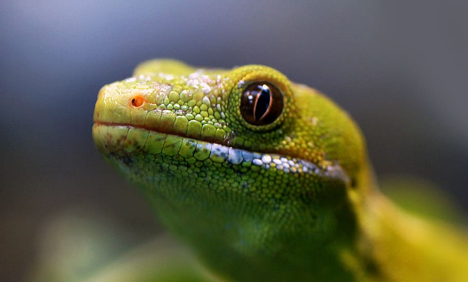 Northland Green Gecko, NZ, kadal hijau, hewan di alam liar, tema hewan, close-up, satu hewan, hewan, satwa liar, vertebrata