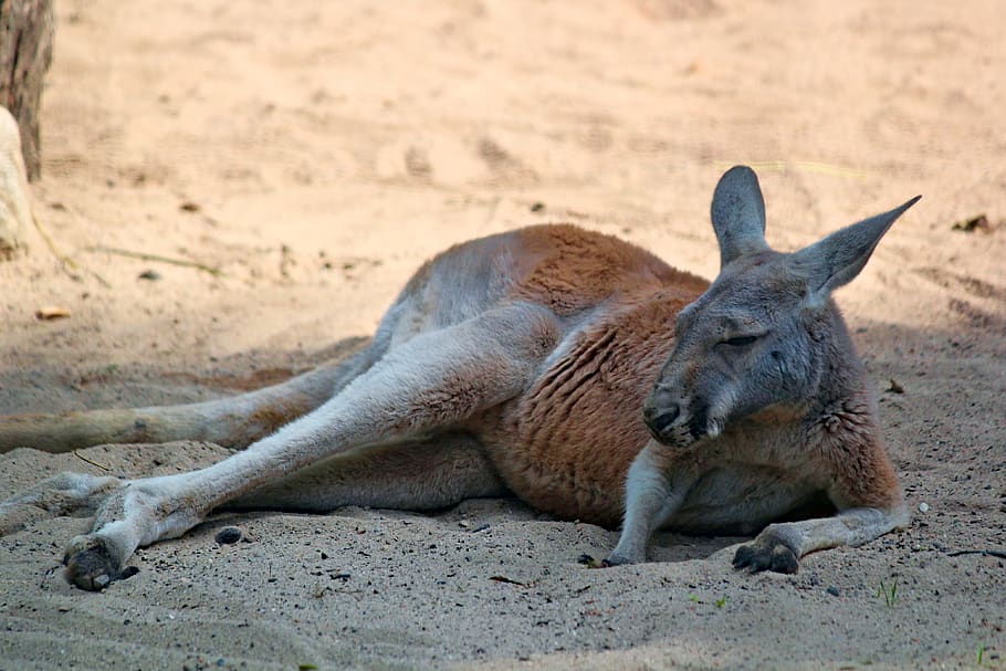 kangaroo, red, marsupial, australian, mammal, animal, lying, rest, sand, zoo