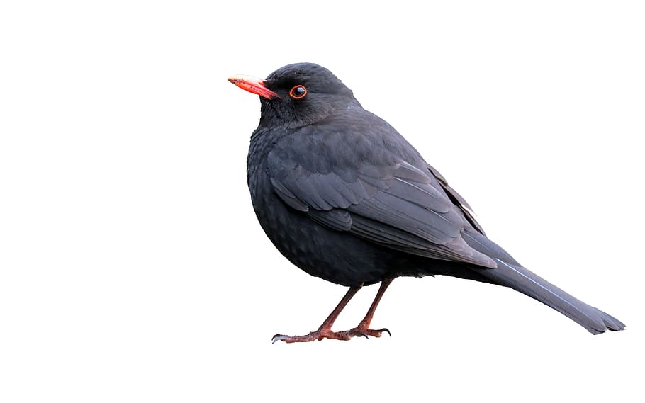 black, bird, white, background, blackbird, isolated, animal, wild, wildlife, beak