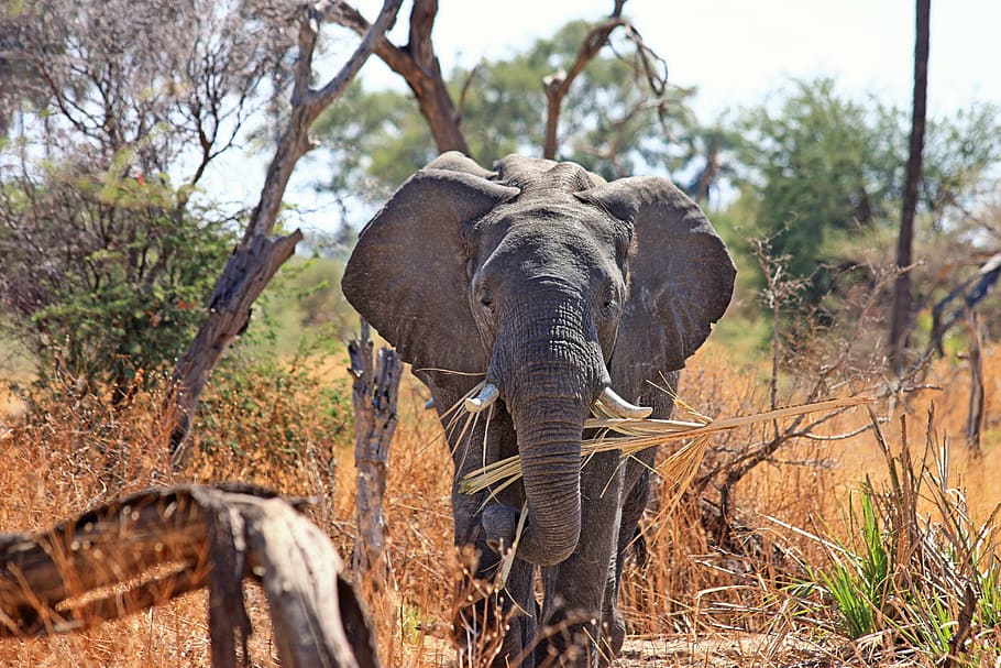 gray, elephant, surrounded, grass, daytime, animal, proboscis, safari, africa, african bush elephant
