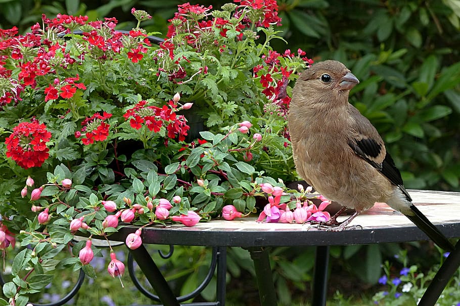 brown, bird, table, red, flowers, animal, bullfinch, pyrrhula, female, young