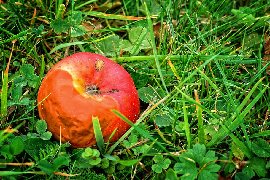 buah, apel, musim gugur, rejeki nomplok, busuk, malas, busuk fäule, moder, pembusukan, padang rumput