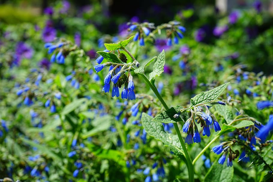 Consuelda áspera, flor, azul, symphytum asperum, matricaria del Cáucaso, raublattgewächs, boraginaceae, flora, plantas, flores