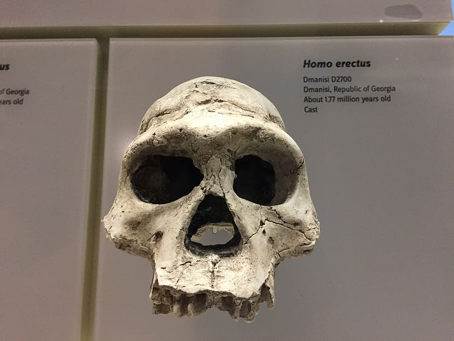homo erectus, tengkorak, leluhur, smithsonian, evolusi, kerangka manusia, tulang manusia, tengkorak manusia, bagian tubuh manusia, seram
