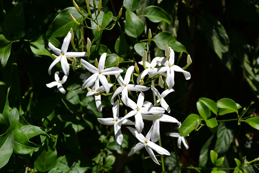 white flowers, jasmine, flower, garden, plant, flowering plant, growth, beauty in nature, white color, vulnerability