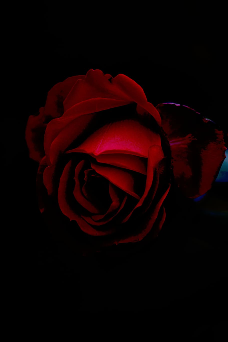 close-up photo, red, rose, nature, plant, flowers, bloom, petals, rose - Flower, petal