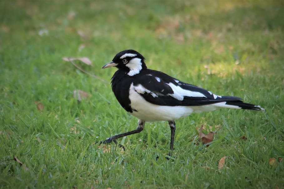 black and white, magpie lark, walking, eye, native, australian, adelaide, australia, bird, watching