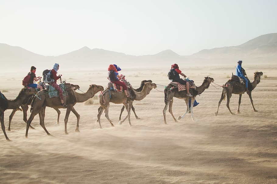 people, riding, donkeys, desert land, camel, desert, convoy, sand, sand Dune, camel Train