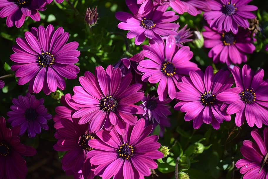 easter sunday, earth hour, spring, purple flowers, background, screen saver, flowering plant, flower, petal, plant