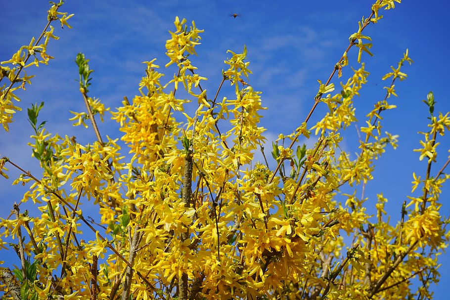 Forsythia, Aesthetic, Branches, gold lilac, flowers, bush, forsythia flowers, yellow, golden bells, ornamental shrub