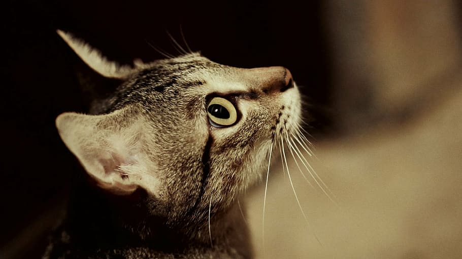 cinza, gato malhado, gato, fotografia, buceta, perfil de gato, bege cinza, animal doméstico, felino, animal de estimação