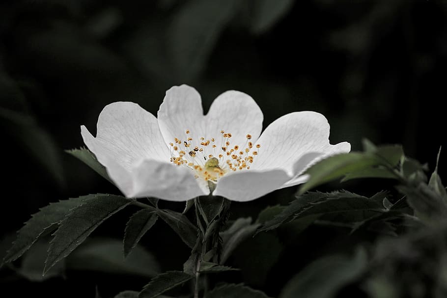 close-up photo, white, petaled flower, wild rose, blossom, bloom, plant, nature, flower, rose family