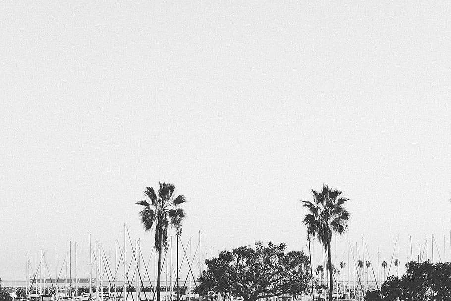 fotografia em escala de cinza, árvores, escala de cinza, foto, árvore, porto, barcos, veleiros, palmeiras, água
