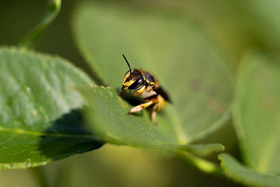 abeja, insecto, macro, cerrar, hojas, otoño, verde, Animal, temas de animales, invertebrados