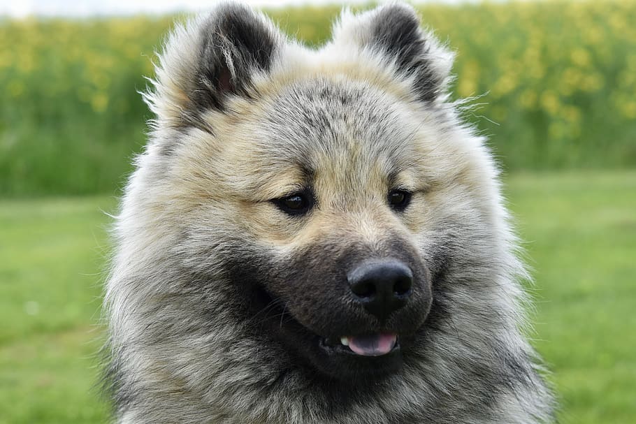 dog, young dog eurasier, eurasier olaf blue, pup, black muzzle, brown eyes, beautiful fur, silky coat, canine, adorable