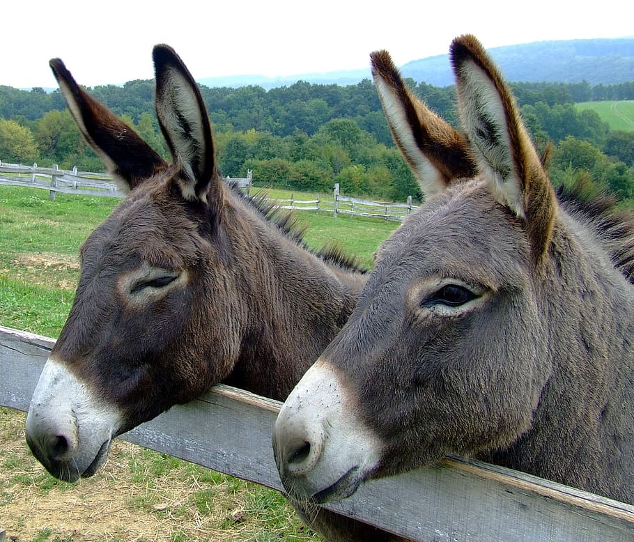 two brown donkeys, donkeys, animals, forest, trees, woods, fence, portrait, macro, close-up