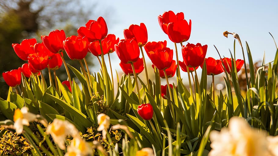 red, flowers, daytime, tulips, nature, spring, cut flowers, spring flowers, blossomed, plant