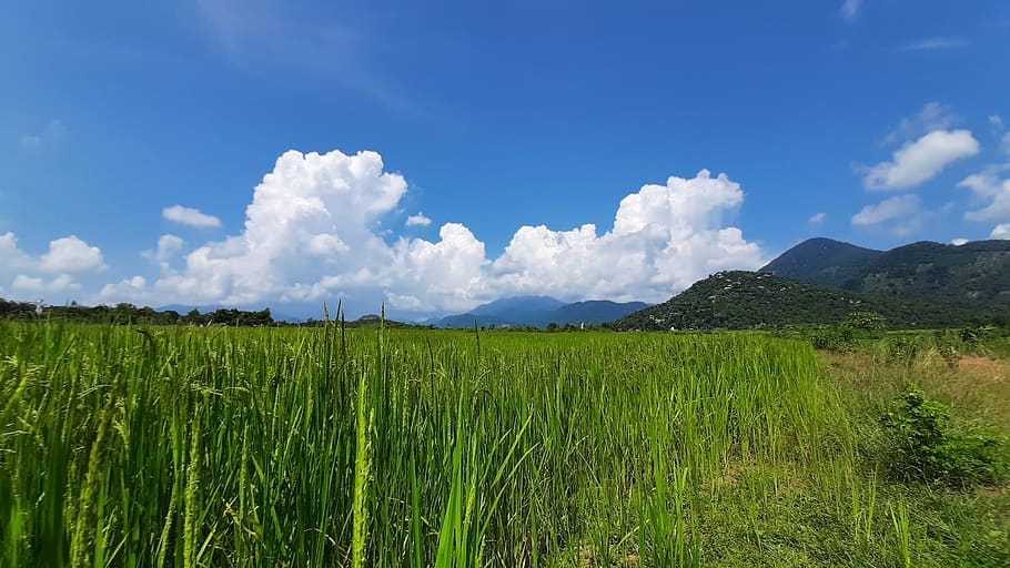 nature, sky, mountain, clouds, plant, landscape, field, beauty in nature, growth, green color
