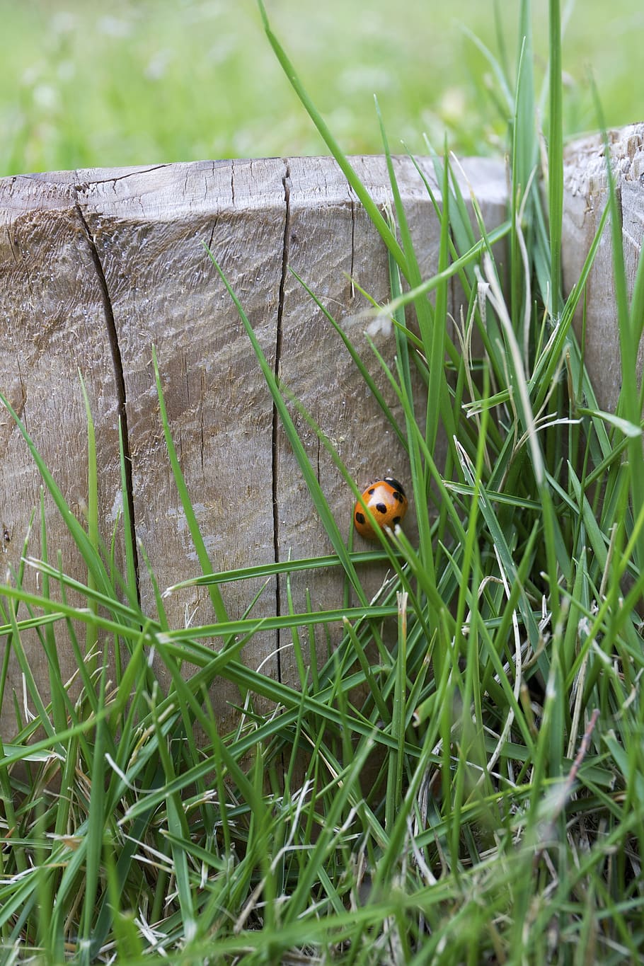 lady bug, insect, green, leaves, grass, animal themes, plant, one animal, animal, green color