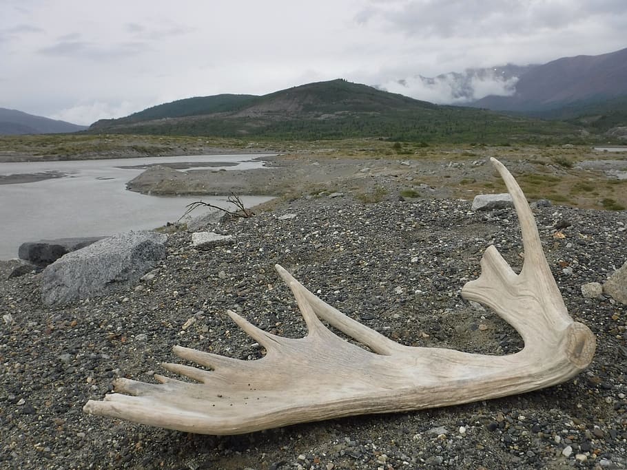 reindeer horn, moose, solitude, canada, outdoors, landscape, nature, desolate, silent, mountain