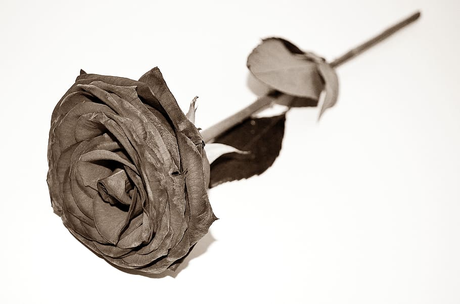 sepia, photography, rose, flower, Dead, Roses, End, Sadness, Flowers, season
