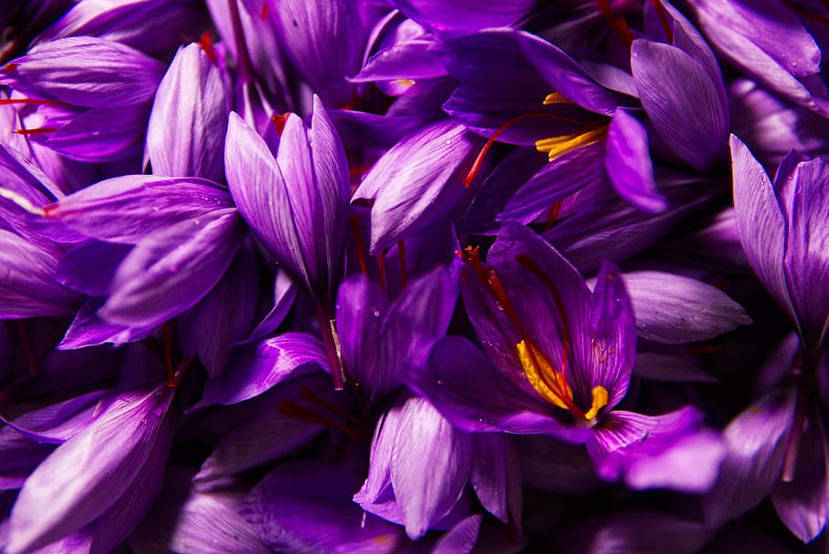 saffron, spice, pistils, pistils of saffron, harvest, flowers, red gold, health, plantation, poitiers
