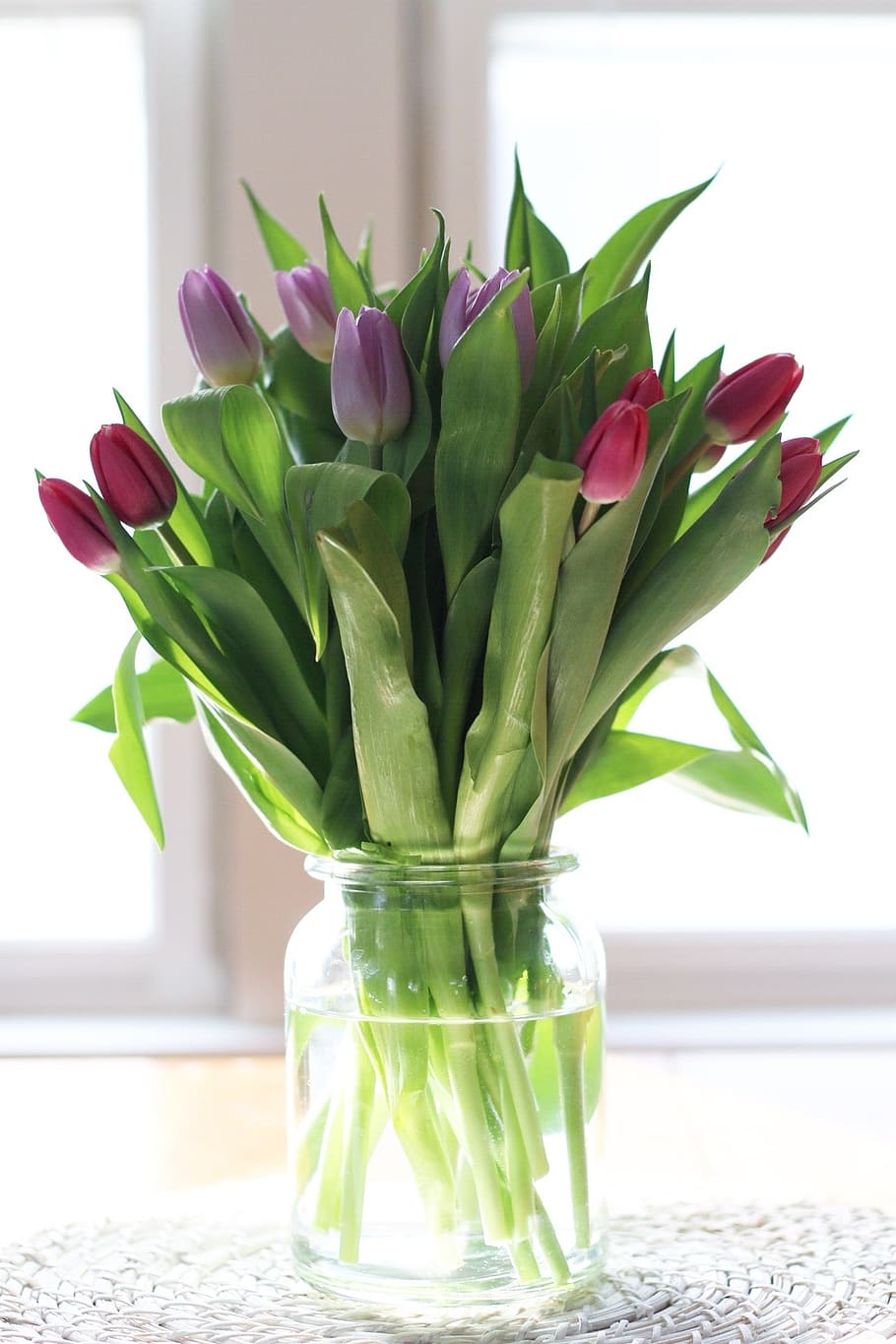 unbloomed flowers, glass vase, tulip, flowers, plant, sunlight, flora, green, purple, pink