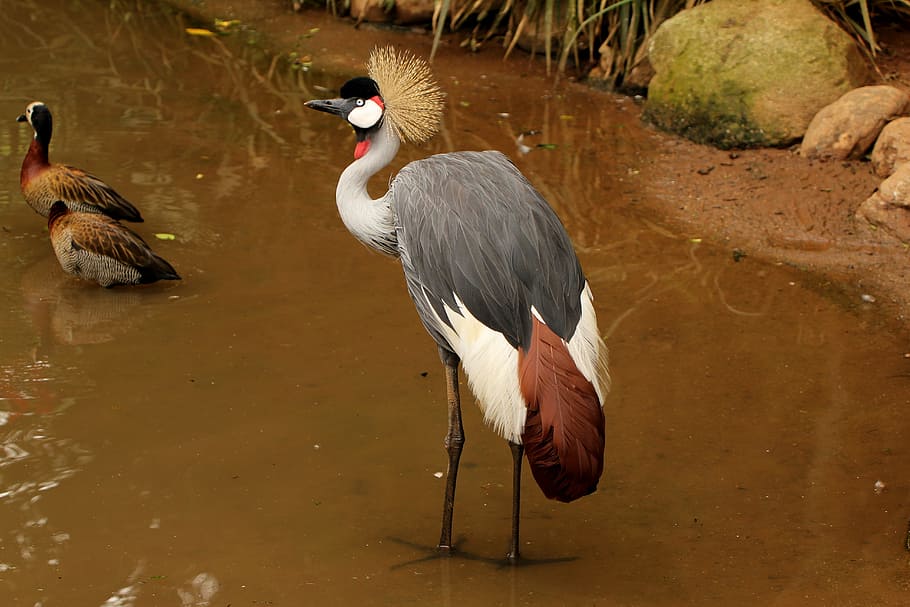 Crowned Crane, Crown, Crest, crown, crest, walking on the lake, looking for food, bird, wild, animals in the wild, animal themes