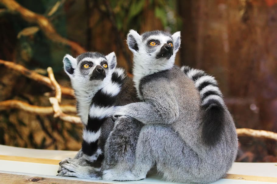 two, gray, short-coated animals, sitting, brown, twigs, animals, lemurs, wild, nature