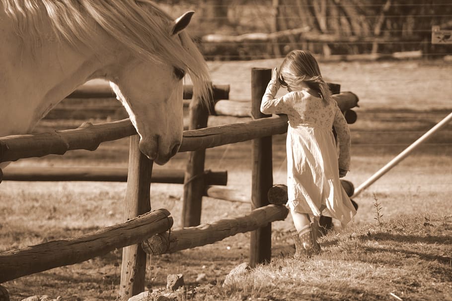 sepia, fotografía, niña, de pie, caballo, cabello, que fluye, ecuestre, equino, gris