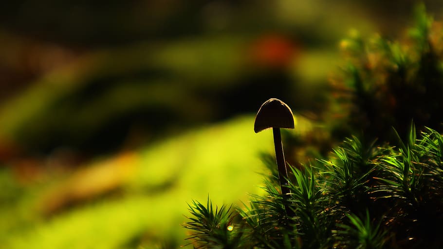 mushroom, forest, nature, autumn, macro, close up, forest floor, plant, growth, green color