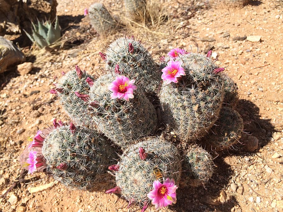 cactus, alfiletero, rosa, flor, espinas, espiga, arizona, az, desierto, planta floreciendo