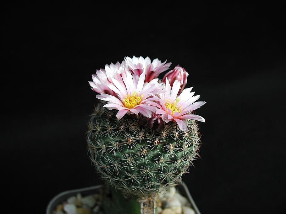 pink, barbed, cactus, flowers, plants, flora, flower, flowering plant, plant, close-up