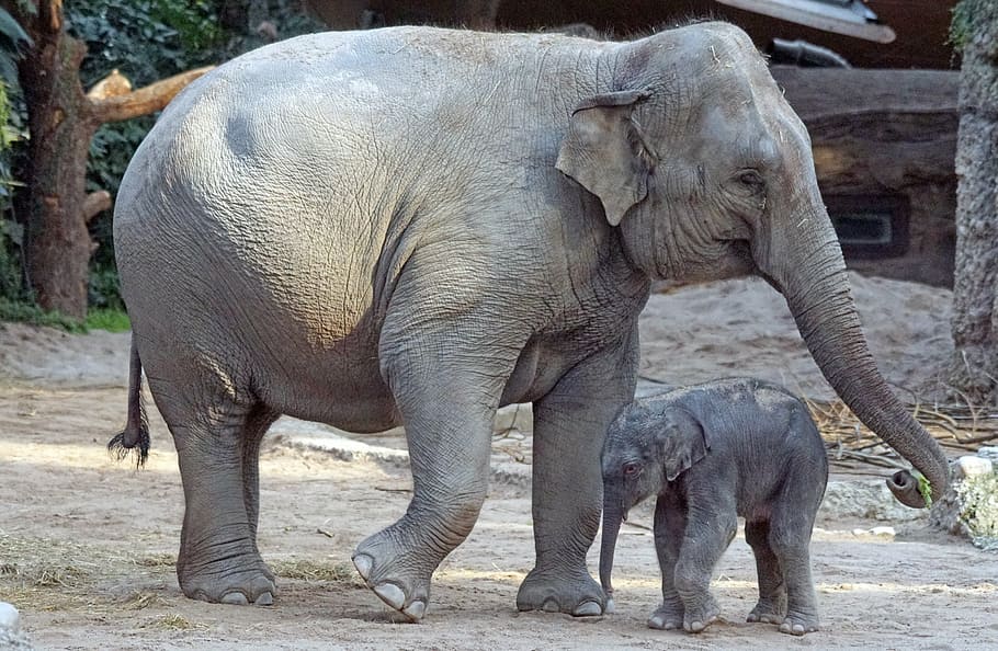 two, grey, elephants, daytime, asian elephant, young animal, calf, mammal, elephas maximus, pachyderm