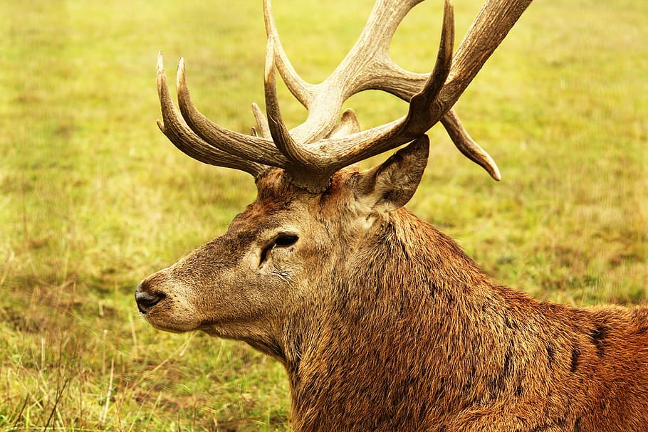 deer, summer, animal, tree, natural, outdoor, wild, antlers, animal wildlife, animal themes