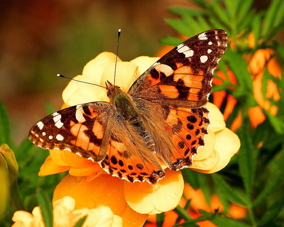 closeup, photography, painted, lady butterfly perching, yellow, flower, daytime, tilt shift lens, Painted Ladies, Butterfly