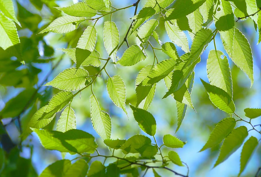 green leafed tree, spring, fresh green, blue sky, show through, vein, light, sun, sunlight, woods